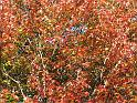 2008-10-11_Tiverton_Trustom 056